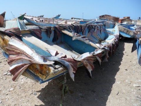 Shark Skins Drying in Bosaso Port