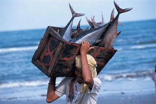 Somali Tuna @WWF-Jurgen Freund