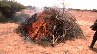 Branches burn in early stages of charcoal making